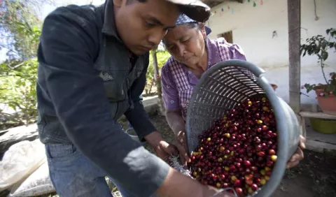 El Reto del café: una  sostenibilidad enfocada más en lo económico