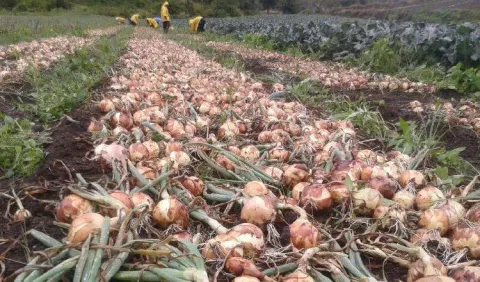 Cebolla importada se venderá hasta febrero