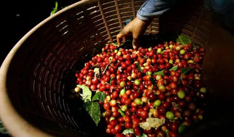 Café Tarrazú es tico según su denominación
