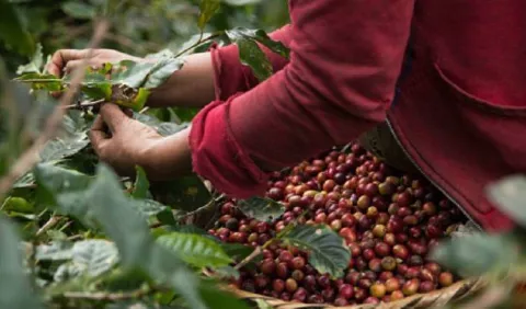 Preocupa crisis por el  precio del   café 