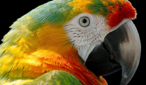 Festival de las alas se celebrará en el Parque Summit