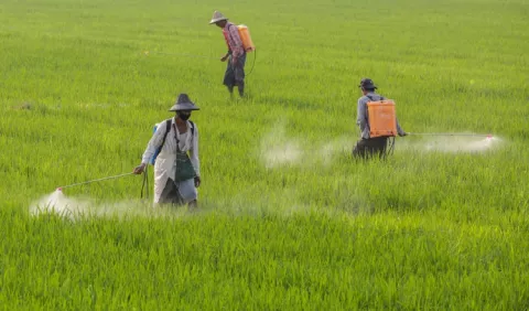 Agricultura: pilar en la  alimentación global 