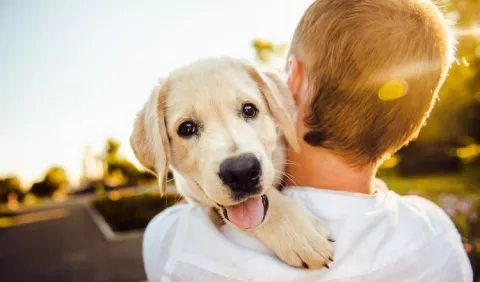 Perros, los más populares