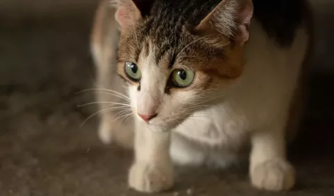 Riesgos del arañazo de gato