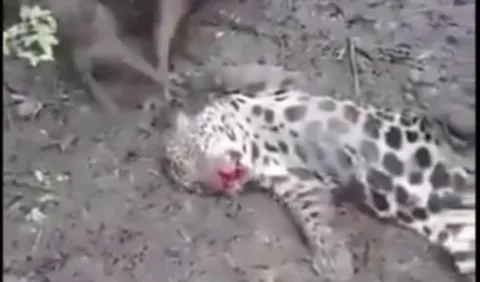  Lanzan proyecto denominado Conservación de Felinos y Especies de Presa