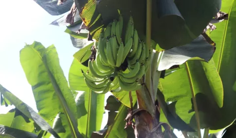 Podrían darse nuevas prohibiciones de entrada al país de otros productos proveniente del plátano y el banano