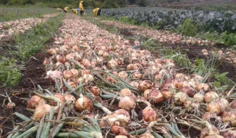 Producción de cebolla cae en un 33 por ciento