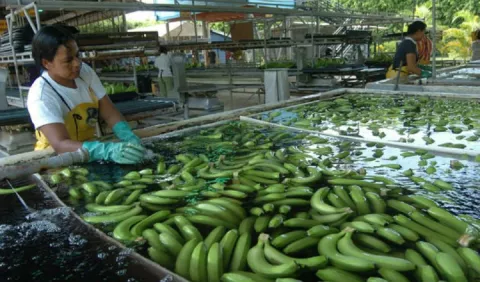 Latinoamérica abordará  estrategias contra plaga que afecta al banano 