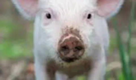 Prohíben la  importación de cerdo por peste  