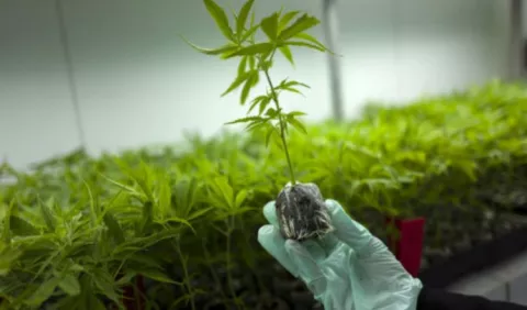 Proyecto sobre marihuana medicinal renace en la Asamblea Nacional