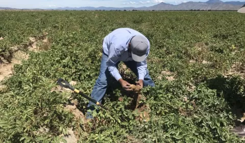 Impulsan fincas verticales como opción de producción eficiente ante crisis climática