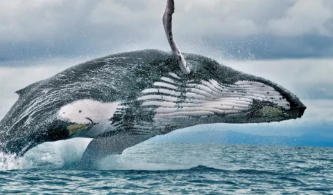 El tamaño de las ballenas lo limita su alimentación