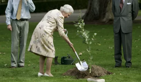 Eucalipto, árbol que extiende problemas medioambientales