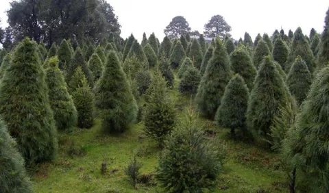 El cambio climático  aumentó las  plagas en árboles de Navidad