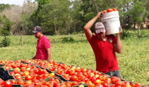 Tomateros piden bonos de productividad