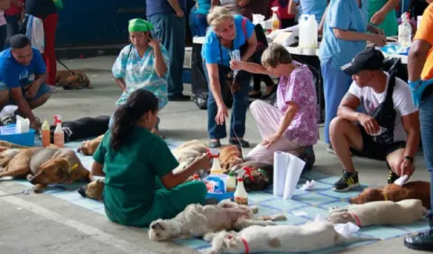 Alcaldías destinarán un 2.5% de sus fondos  a Bienestar Animal