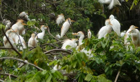 Laguna  Matusagaratí,  un humedal en peligro