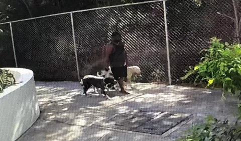Responsabilidad penal, tras ataque de perros pitbulls en San Carlos