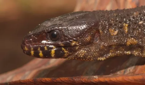 Se amplía la distribución de la fauna panameña 