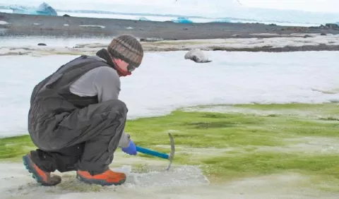 El cambio climático reverdecerá aún más la costa de la Antártida