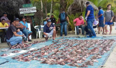 La Arap reitera  prohibición de  criar peces león en cautiverio   