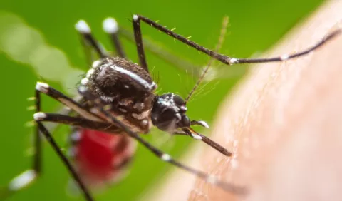 Minsa lanza el 'Día D' contra el dengue por la  alta cantidad de casos