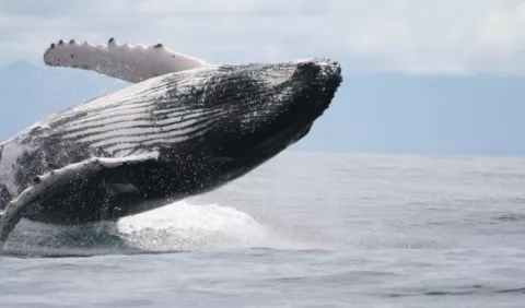 Ballenas jorobadas se quedan  más tiempo en las aguas panameñas