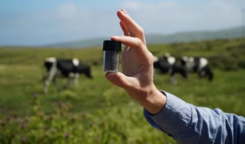 Las vacas 'verdes' alimentadas con algas
