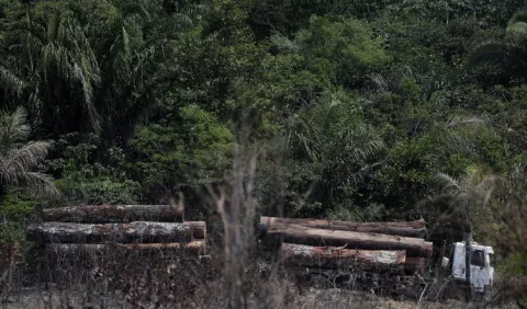 Plantean prohibir la deforestación en la Amazonía brasileña durante cinco años