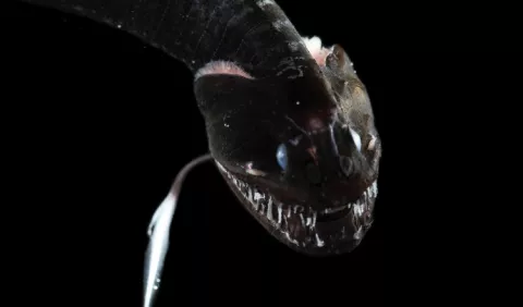 Peces de las profundidades, capaces de volverse invisibles