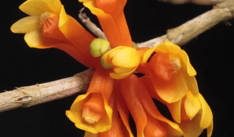 Nueva Guinea es el reino de las orquídeas