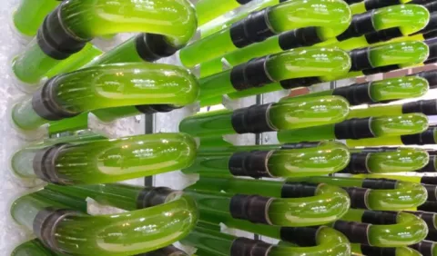 Microalgas, la materia prima para el futuro 