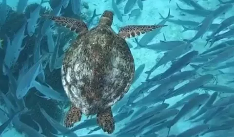 Se incrementa caza de tortugas en pandemia