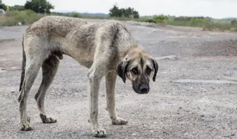 Leyes no han  frenado la crueldad contra los  animales domésticos en Panamá