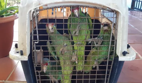 Más de 500 rescates de animales silvestres en Panamá y Panamá Oeste