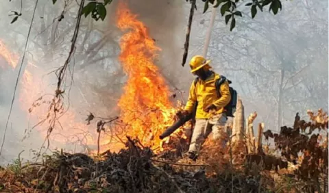 Unas 1,500 hectáreas de bosques se salvaron entre el  2019 y 2020