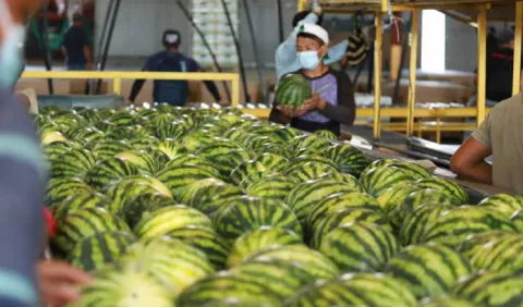 Exportación de sandía mejora su desempeño entre enero y febrero 