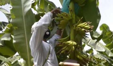 Detección de hongo del banano  enciende las alarmas en América