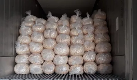 Exportan plátano  sin piel a Miami