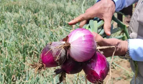Mida comprará cebolla a los productores 