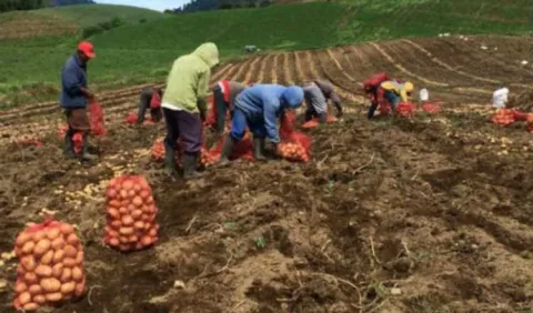 Productores en Chiriquí y Veraguas exentos a la cuarentena