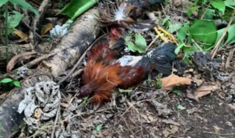 Alcalde del distrito de Barú se opone a la reapertura de galleras