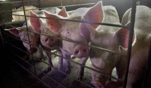FAO alerta a países de América ante peste porcina 