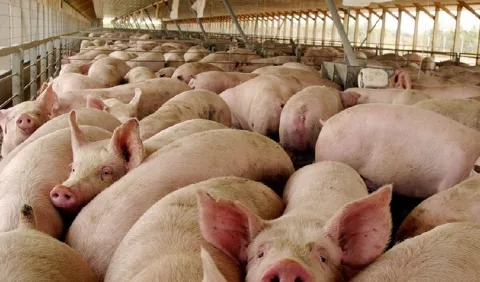 Peste porcina amenaza a los productores 