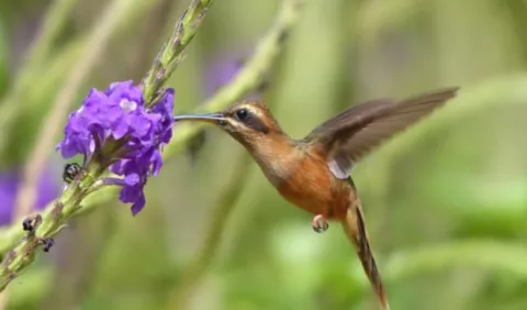 Barro Colorado, especies perdidas