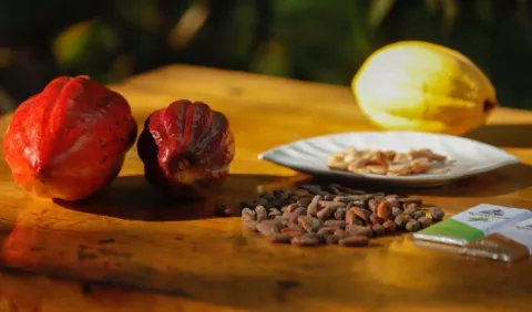 Aprueban ley para impulsar la producción de cacao 