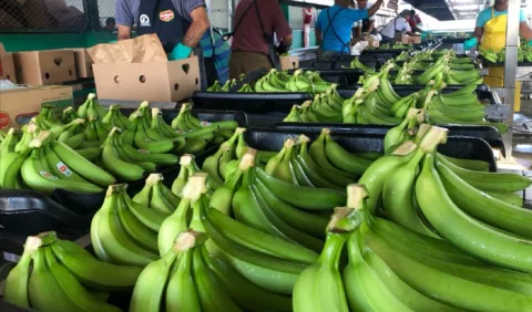Exportación de banano genera  $200 millones
