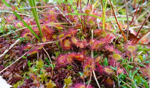 ¿Cuántas especies de plantas carnívoras hay en Panamá?