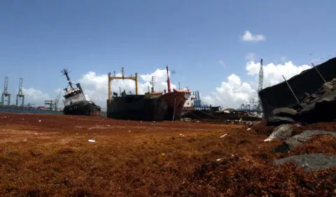 Autoridad Marítima de Panamá autorizó deshuesadero en costa de Colón 