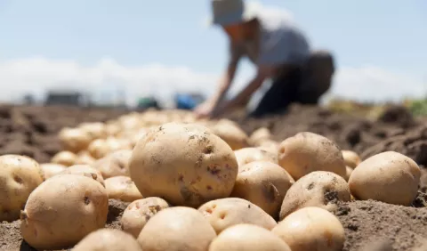   'Papa no apta para consumo'